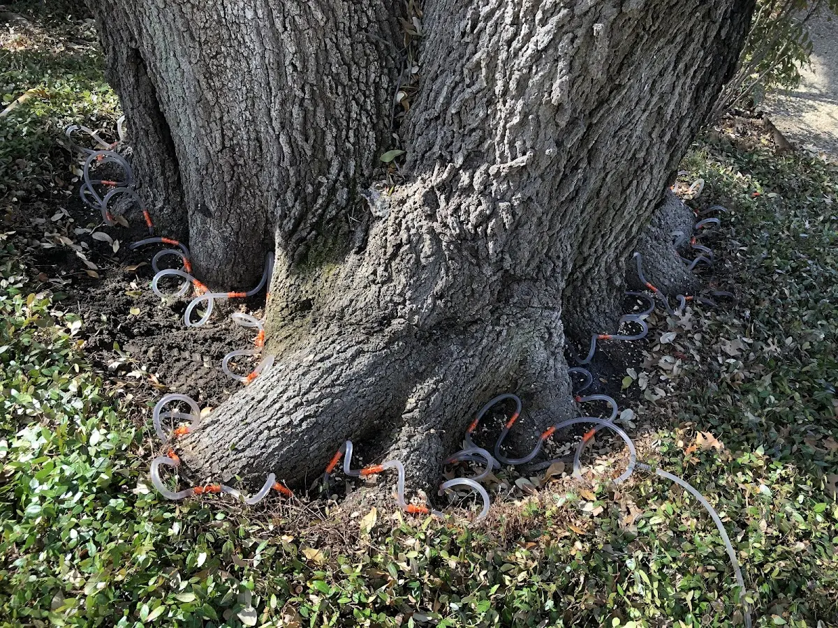Detailed Tree Cabling and Bracing job site in Cooperstown
